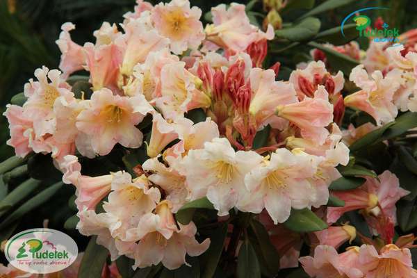 Rhododendron Flautando